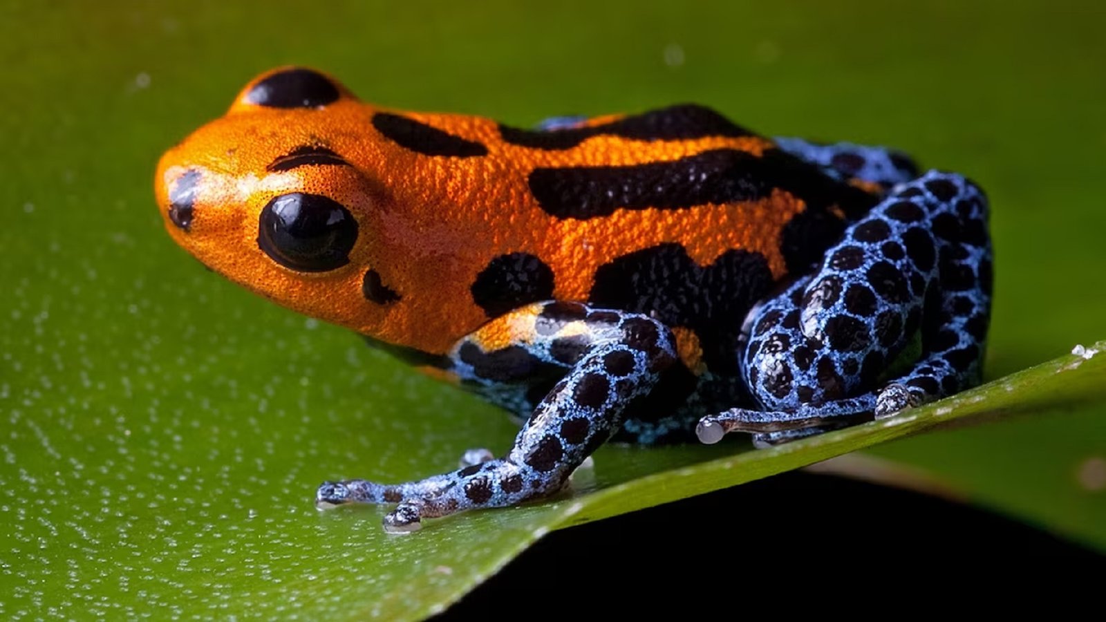 frog বিষধর ব্যাঙ