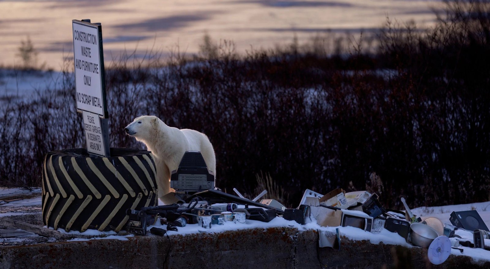 goldc2a9robertgloeckner_trashtrailtemptations Polar bear
